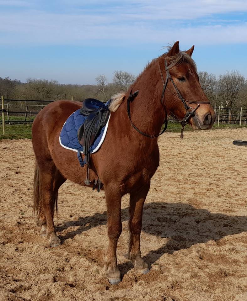 Caballo castrado Connemara En venta 2021 Alazán tostado por TITUS DE LIAF