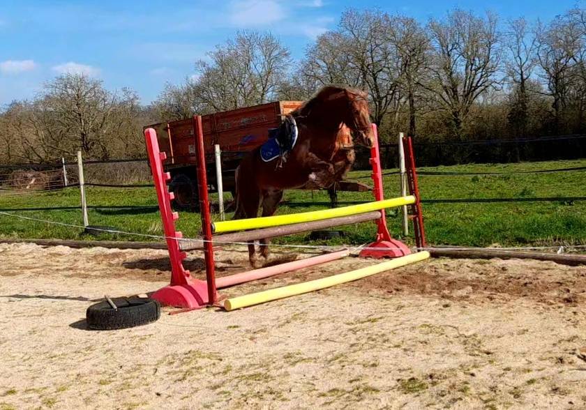 Caballo castrado Connemara En venta 2021 Alazán tostado por TITUS DE LIAF