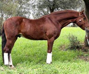 Caballo castrado PRE Pura Raza Española En venta 2017 Alazán