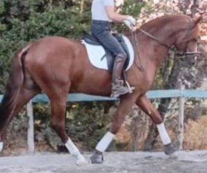 Caballo entero PRE Pura Raza Española En venta 2020 Alazán