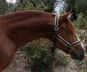Caballo entero PRE Pura Raza Española En venta 2020 Alazán