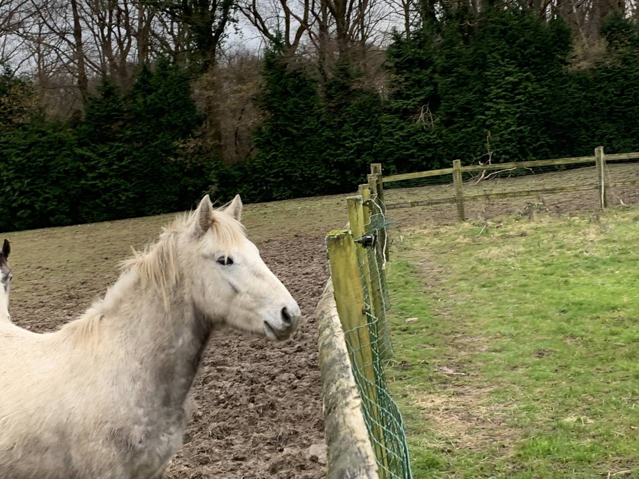Caballo entero Connemara En venta 2023 Tordo