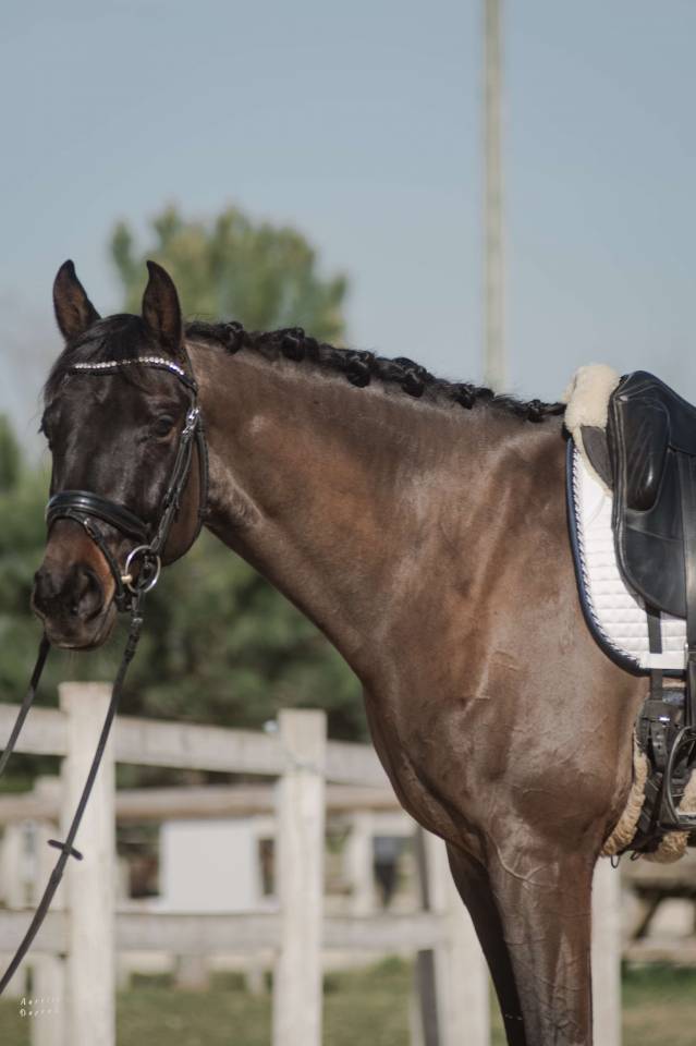 Caballo castrado KWPN Caballo de Deporte Neerlandés En venta 2018 Bayo moreno