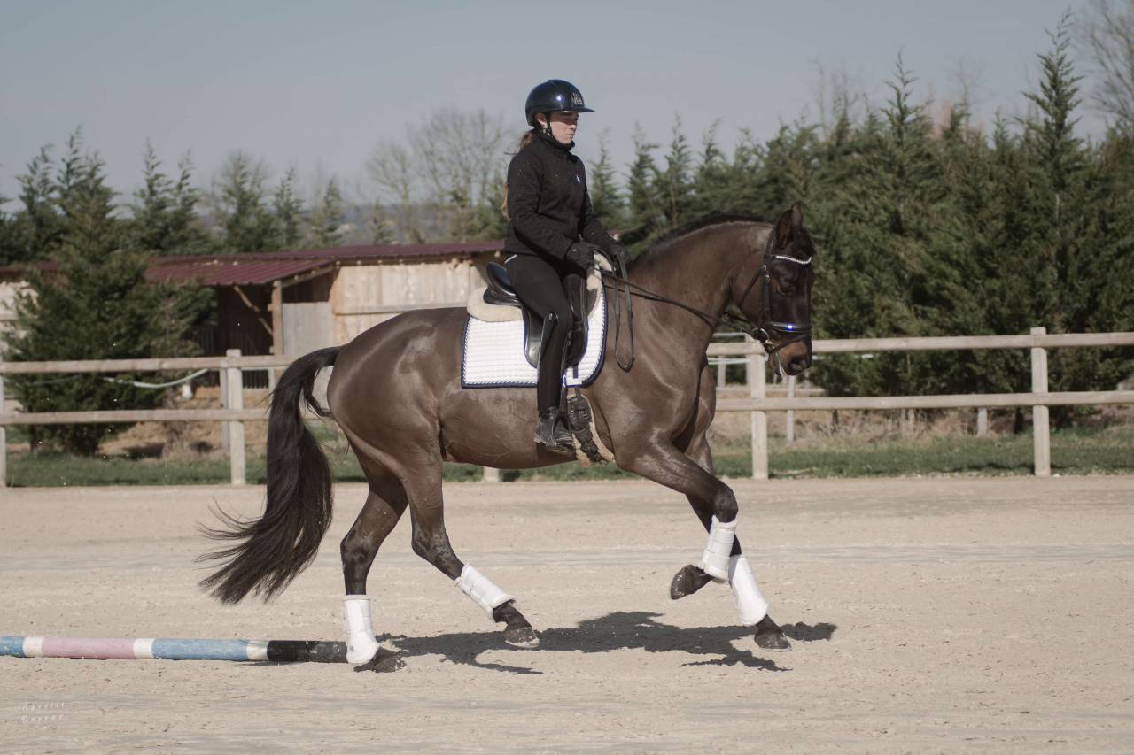 Caballo castrado KWPN Caballo de Deporte Neerlandés En venta 2018 Bayo moreno
