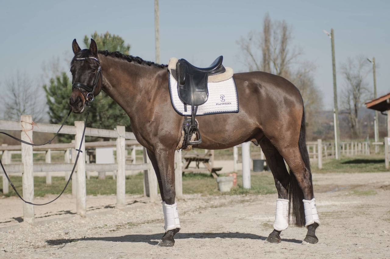 Caballo castrado KWPN Caballo de Deporte Neerlandés En venta 2018 Bayo moreno
