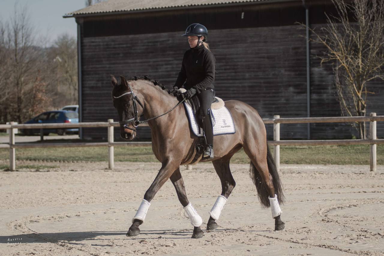 Caballo castrado KWPN Caballo de Deporte Neerlandés En venta 2018 Bayo moreno
