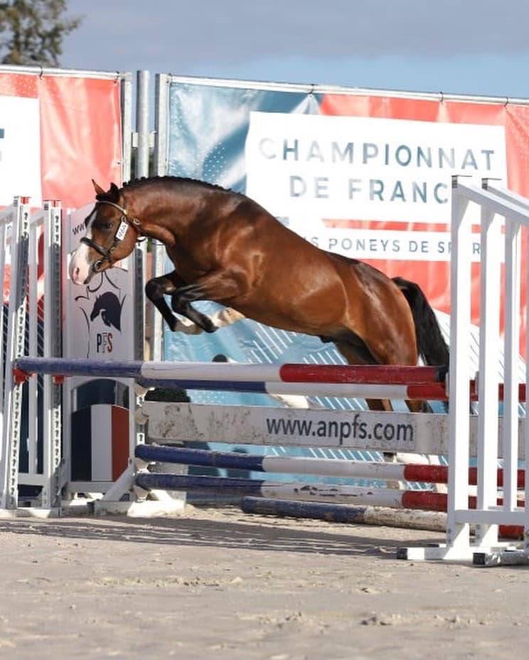 Koetsiershoeve Billy of Glory - New Forest 2019 por Comm's Forest Dille