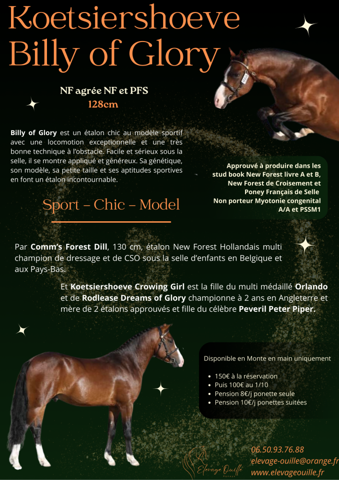 Koetsiershoeve Billy of Glory - New Forest 2019 por Comm's Forest Dille