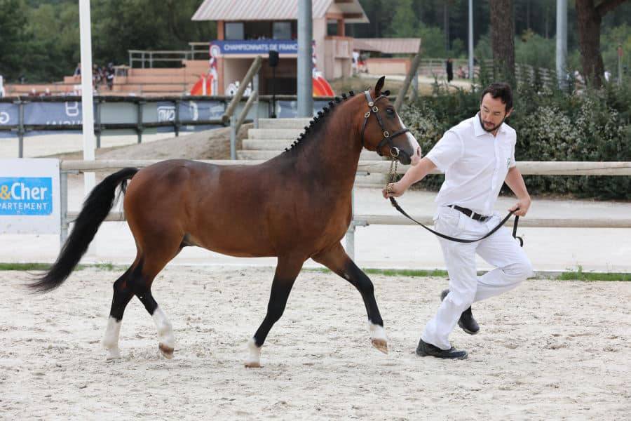 Koetsiershoeve Billy of Glory - New Forest 2019 por Comm's Forest Dille