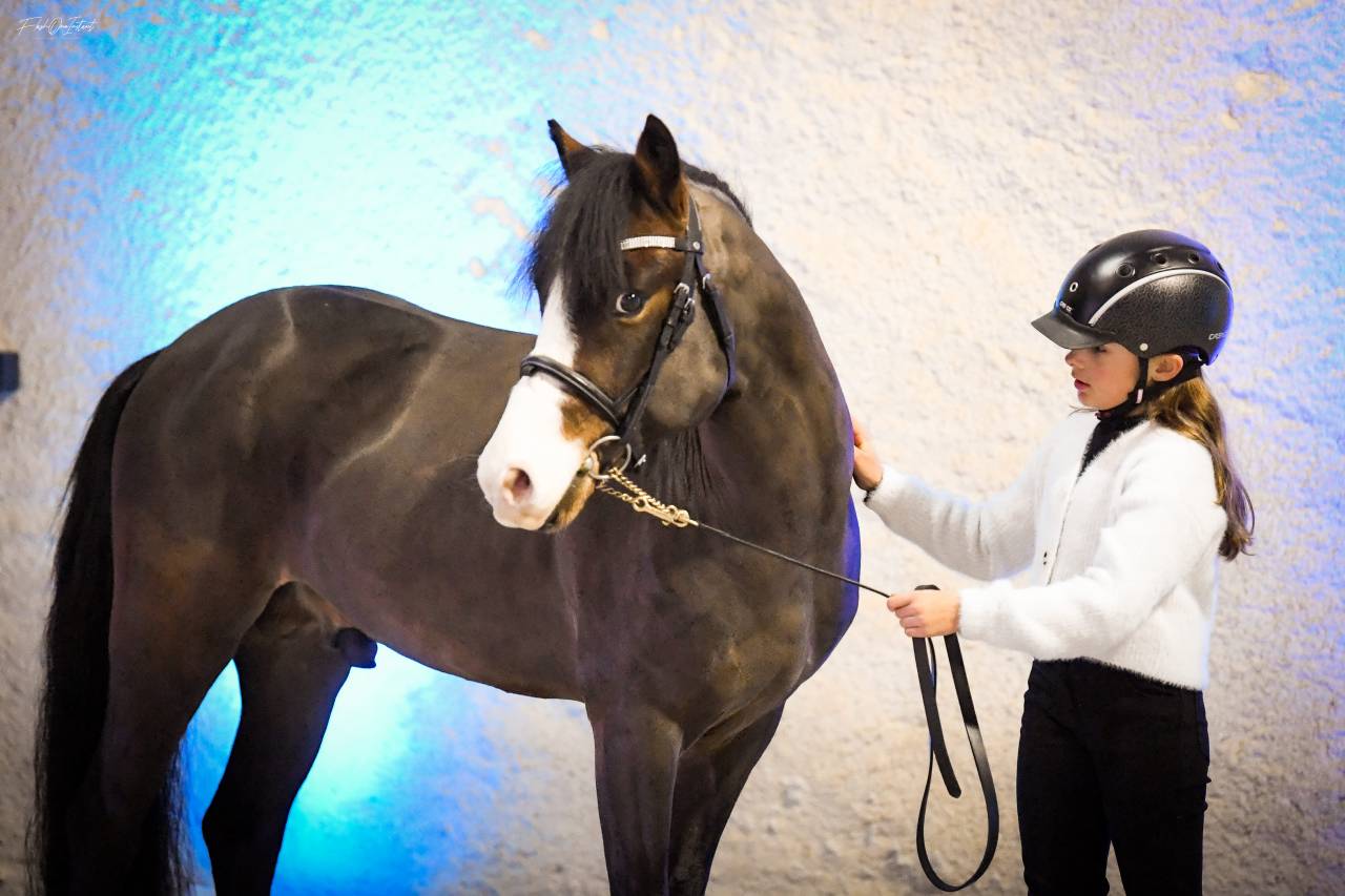 Koetsiershoeve Billy of Glory - New Forest 2019 por Comm's Forest Dille