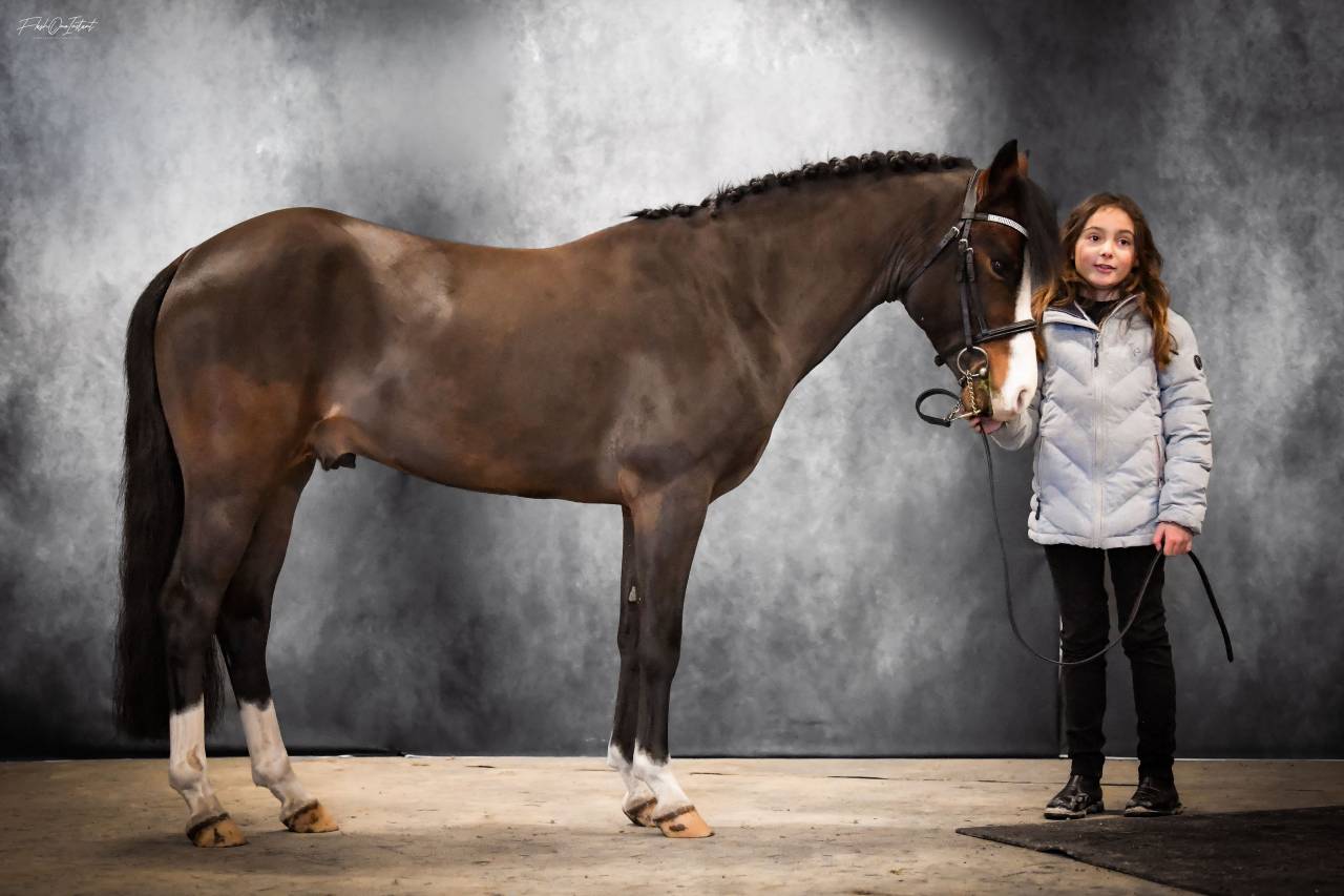 Koetsiershoeve Billy of Glory - New Forest 2019 por Comm's Forest Dille