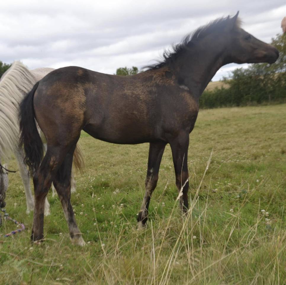 Koetsiershoeve Billy of Glory - New Forest 2019 por Comm's Forest Dille