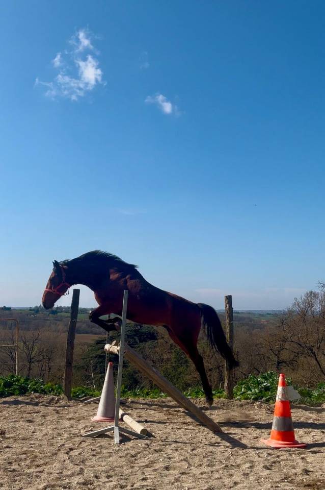 Caballo castrado Origen No Constatado En venta 2019 Bayo