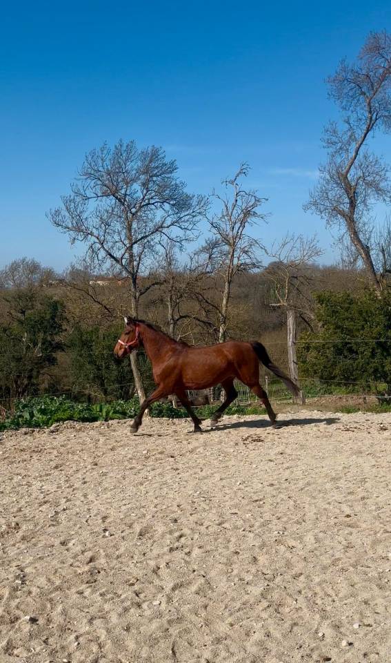 Caballo castrado Origen No Constatado En venta 2019 Bayo