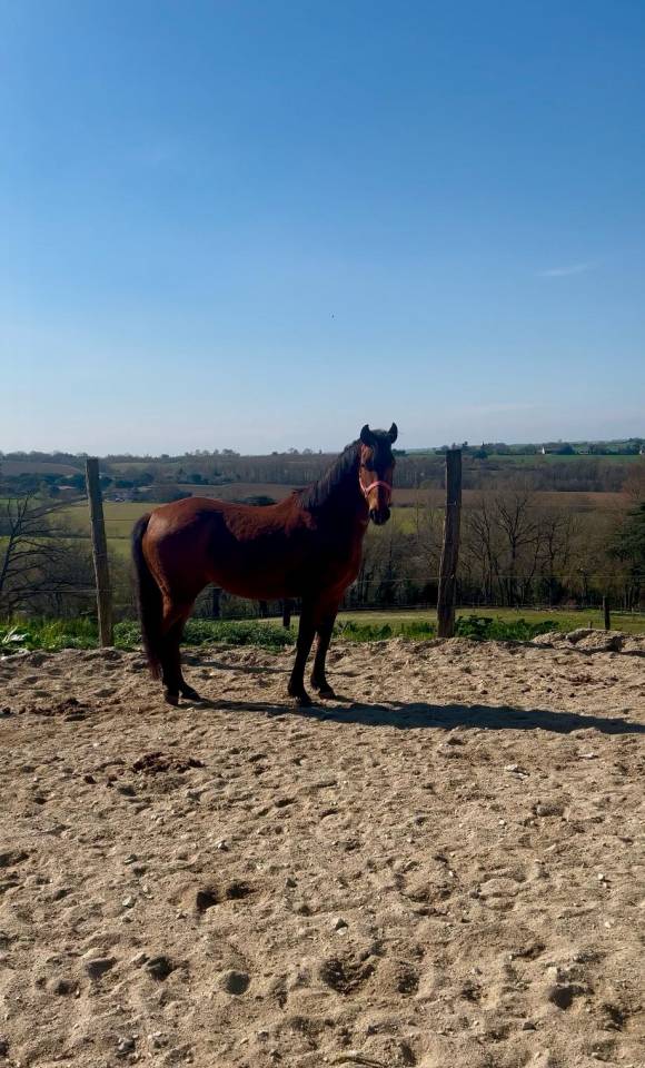 Caballo castrado Origen No Constatado En venta 2019 Bayo