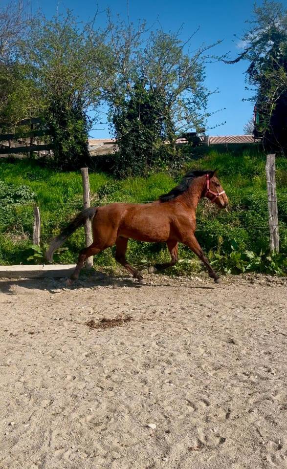 Caballo castrado Origen No Constatado En venta 2019 Bayo
