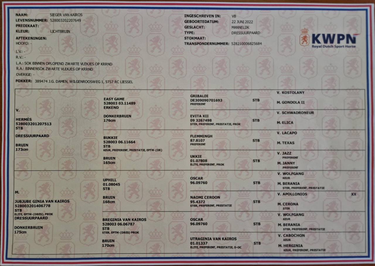Potro KWPN Caballo de Deporte Neerlandés En venta 2022 Bayo moreno por HERMES