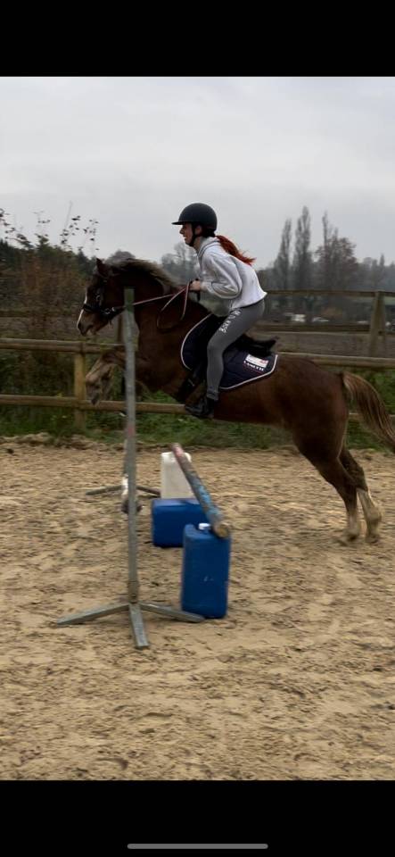 Caballo castrado Welsh Poni (Sección C) En venta 2018 Alazán tostado