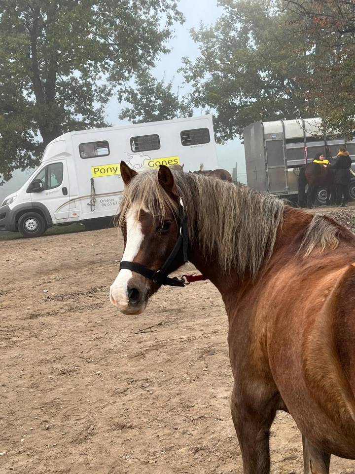 Caballo castrado Welsh Poni (Sección C) En venta 2018 Alazán tostado