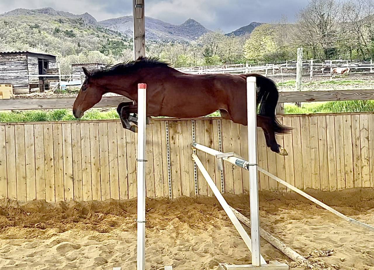 Yegua Silla Francés En venta 2022 Bayo por victorhugo du bois margot