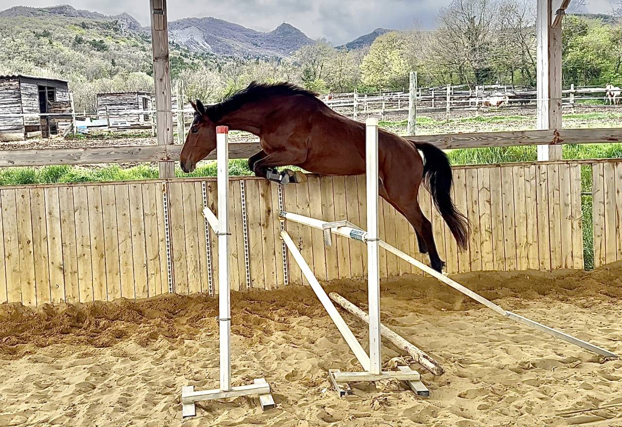 Yegua Silla Francés En venta 2022 Bayo por victorhugo du bois margot