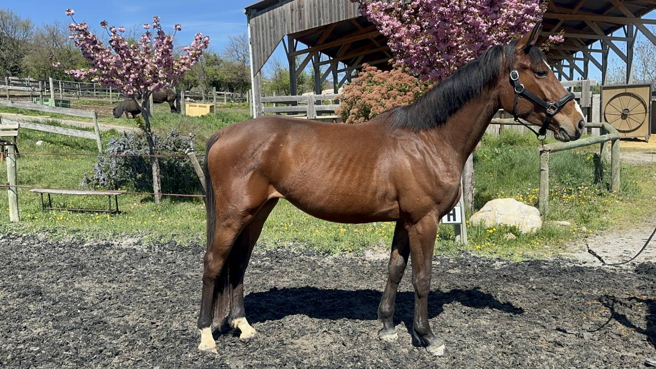 Yegua Silla Francés En venta 2022 Bayo por victorhugo du bois margot