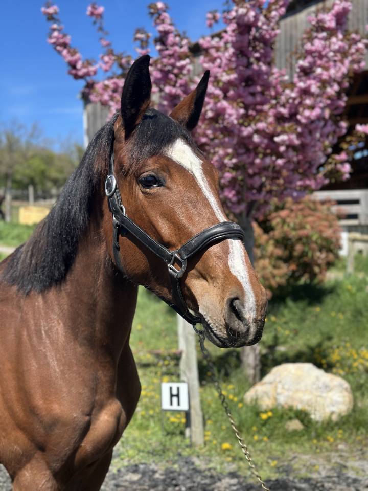 Yegua Silla Francés En venta 2022 Bayo por victorhugo du bois margot