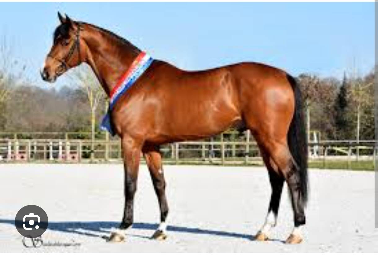 Yegua Silla Francés En venta 2021 Bayo por Fibonacci de Lessac