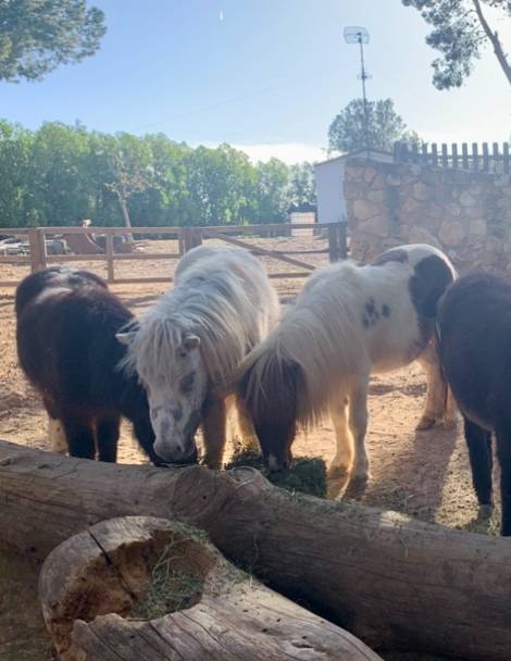 Ponis Shetland