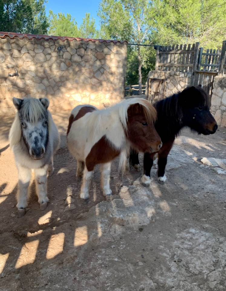 Ponis Shetland