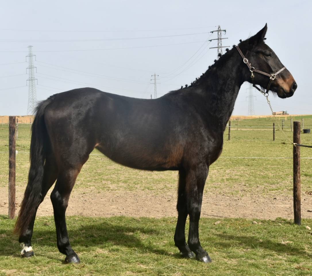 Yegua BWP Caballo de Sangre Belga En venta 2022 Bayo moreno