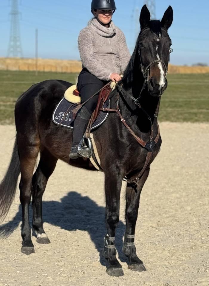 Yegua BWP Caballo de Sangre Belga En venta 2022 Bayo moreno