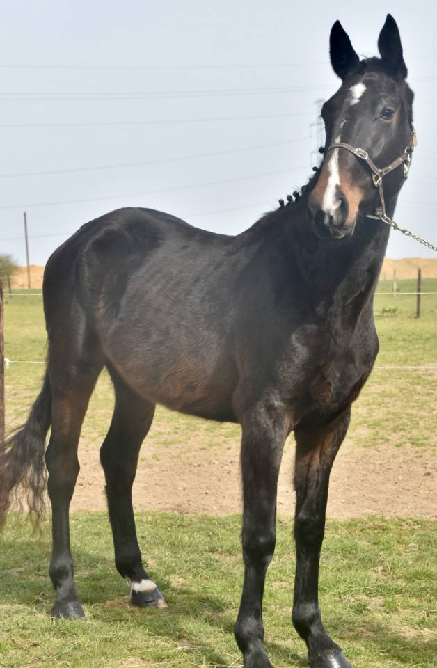 Yegua BWP Caballo de Sangre Belga En venta 2022 Bayo moreno