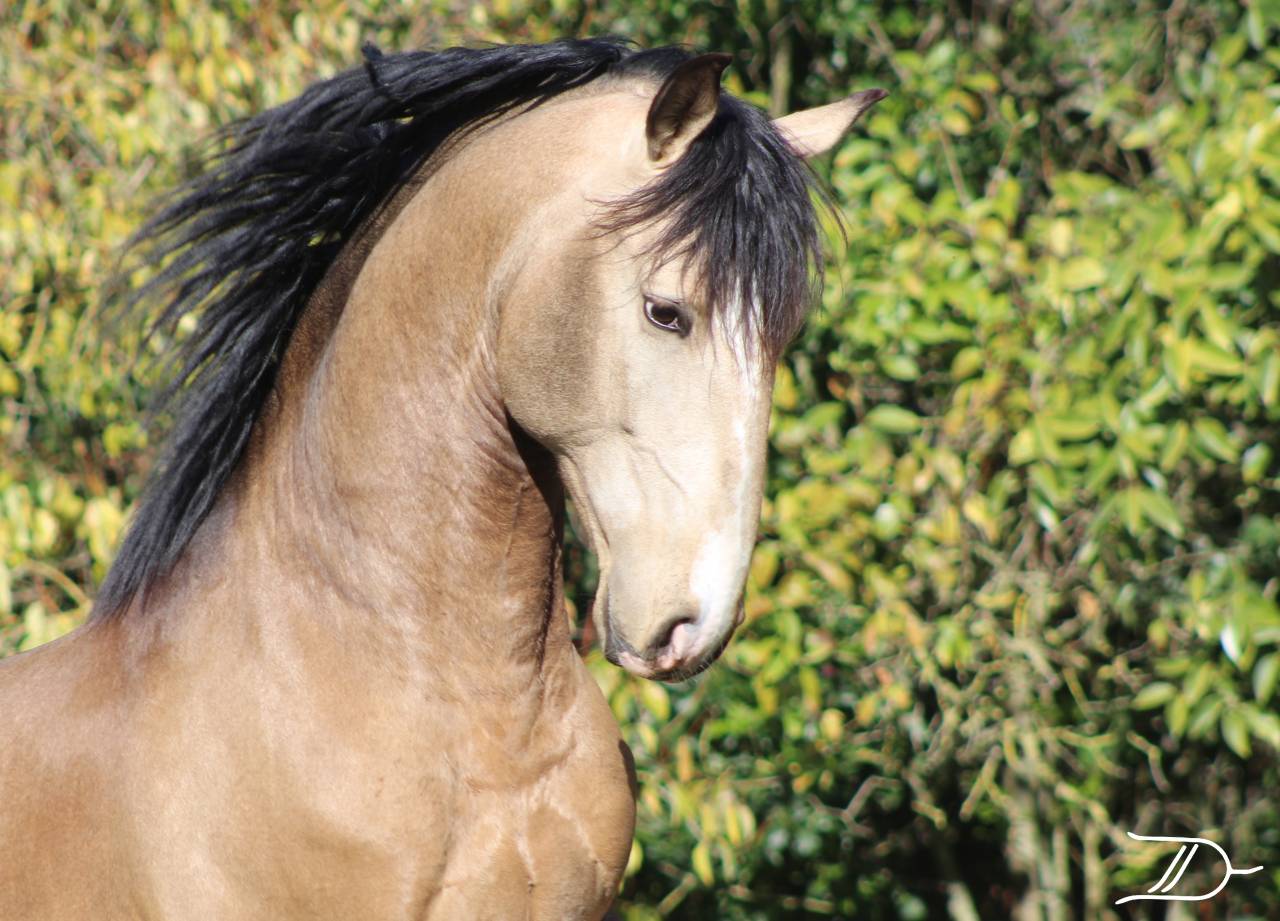 OPIUM DU DASTUGUE - Lusitano 2018 por Altivo SQT