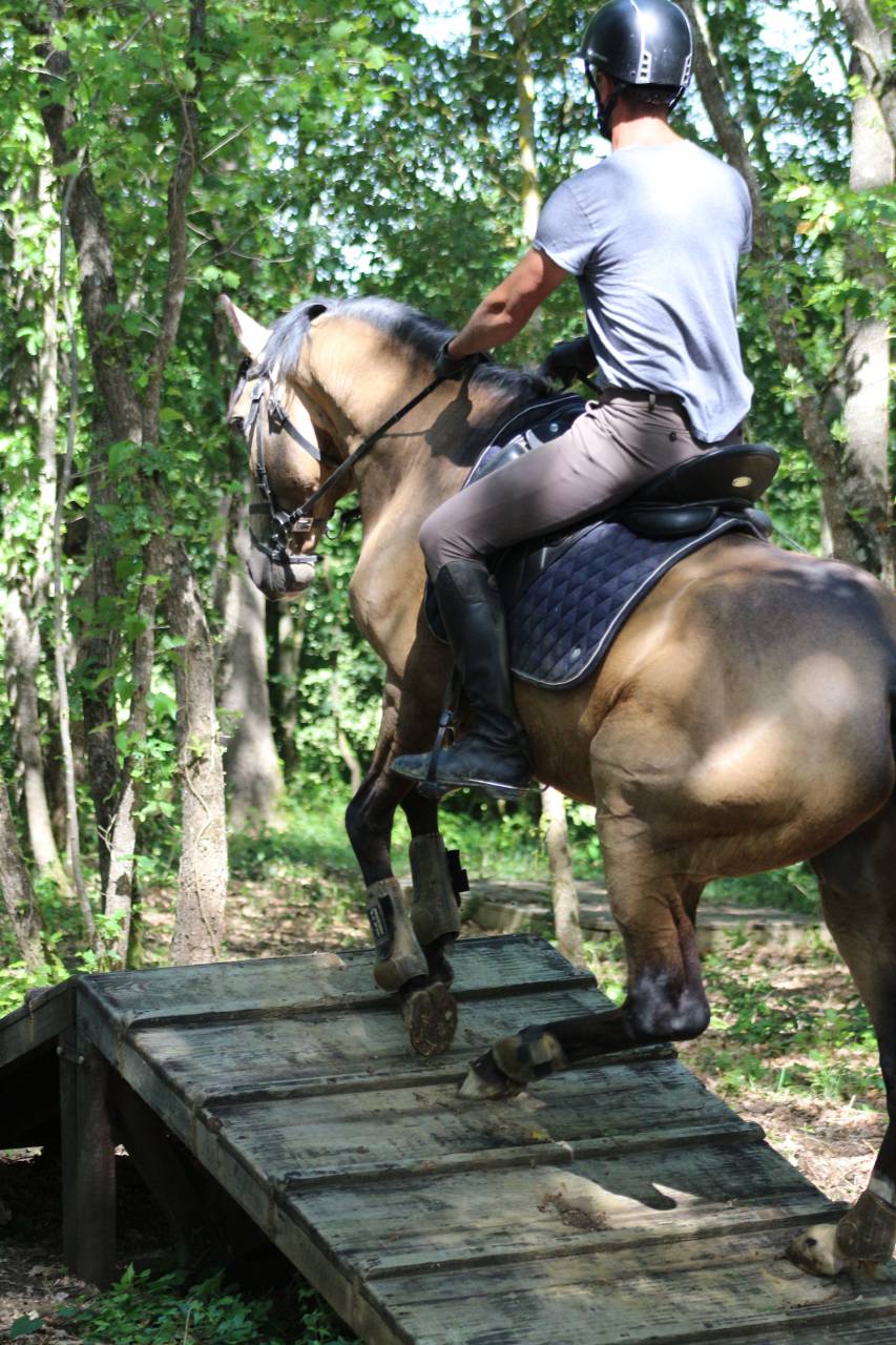 OPIUM DU DASTUGUE - Lusitano 2018 por Altivo SQT