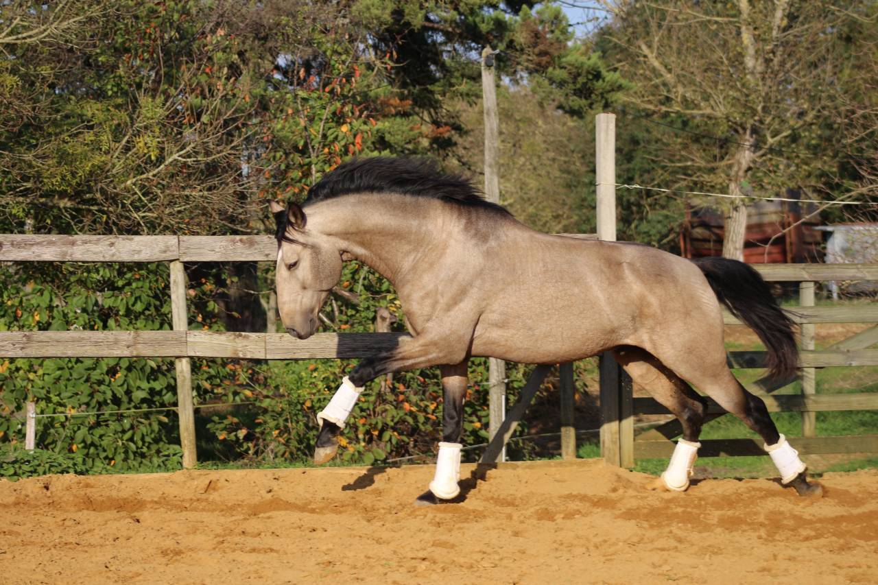 OPIUM DU DASTUGUE - Lusitano 2018 por Altivo SQT