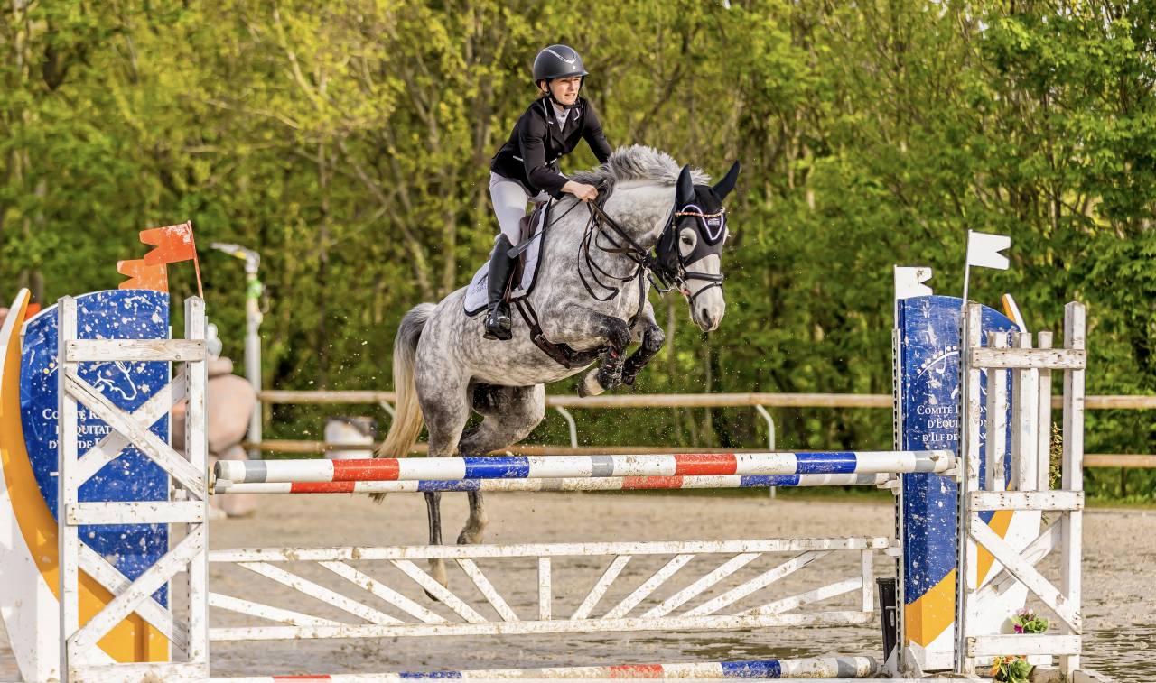 Yegua PFS Poni Françés de Silla En venta 2016 Tordo