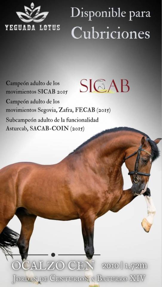 OCALZO CEN - PRE Pura Raza Española 2010 por JORDAN DE CENTURION