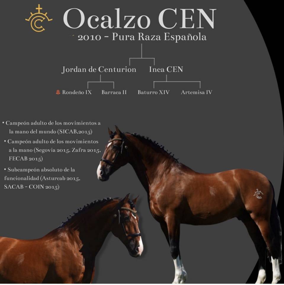 OCALZO CEN - PRE Pura Raza Española 2010 por JORDAN DE CENTURION