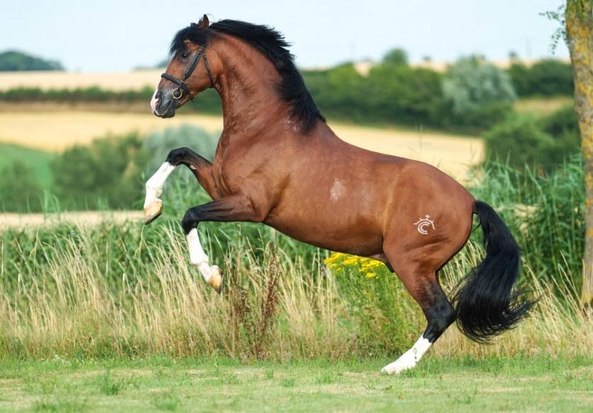 OCALZO CEN - PRE Pura Raza Española 2010 por JORDAN DE CENTURION