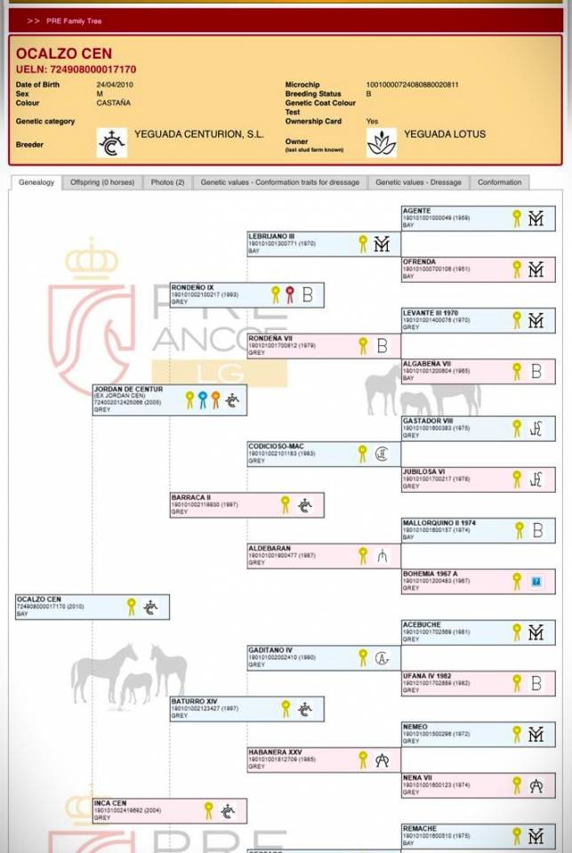 OCALZO CEN - PRE Pura Raza Española 2010 por JORDAN DE CENTURION