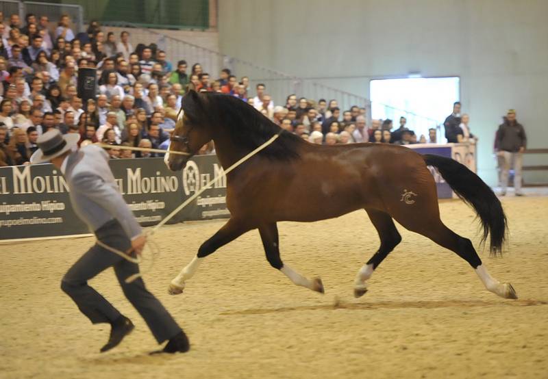 OCALZO CEN - PRE Pura Raza Española 2010 por JORDAN DE CENTURION