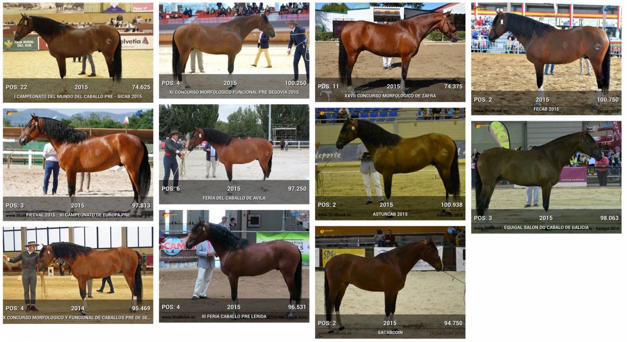 OCALZO CEN - PRE Pura Raza Española 2010 por JORDAN DE CENTURION