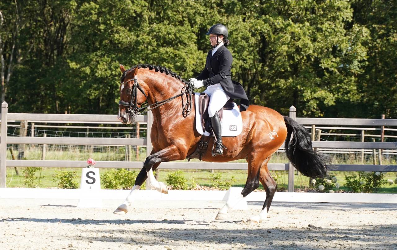 OCALZO CEN - PRE Pura Raza Española 2010 por JORDAN DE CENTURION