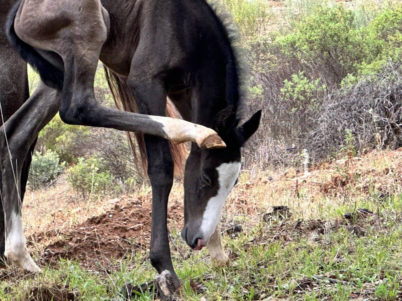 OCALZO CEN - PRE Pura Raza Española 2010 por JORDAN DE CENTURION