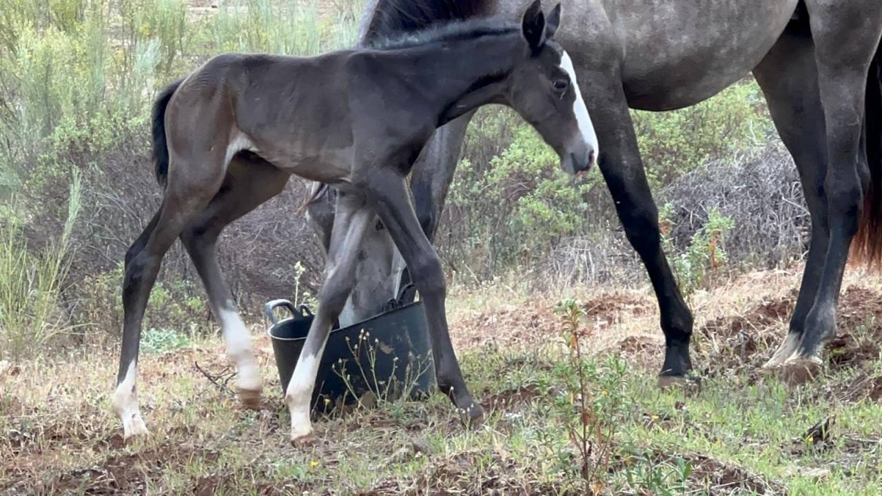 OCALZO CEN - PRE Pura Raza Española 2010 por JORDAN DE CENTURION
