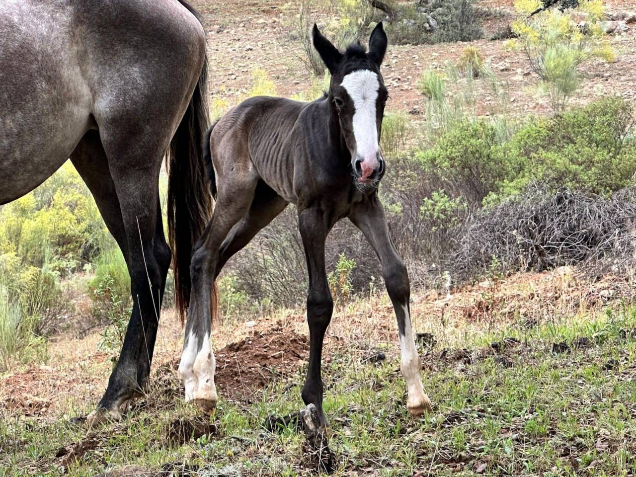 OCALZO CEN - PRE Pura Raza Española 2010 por JORDAN DE CENTURION