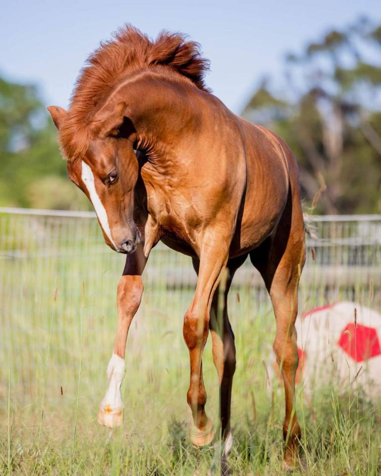 OCALZO CEN - PRE Pura Raza Española 2010 por JORDAN DE CENTURION