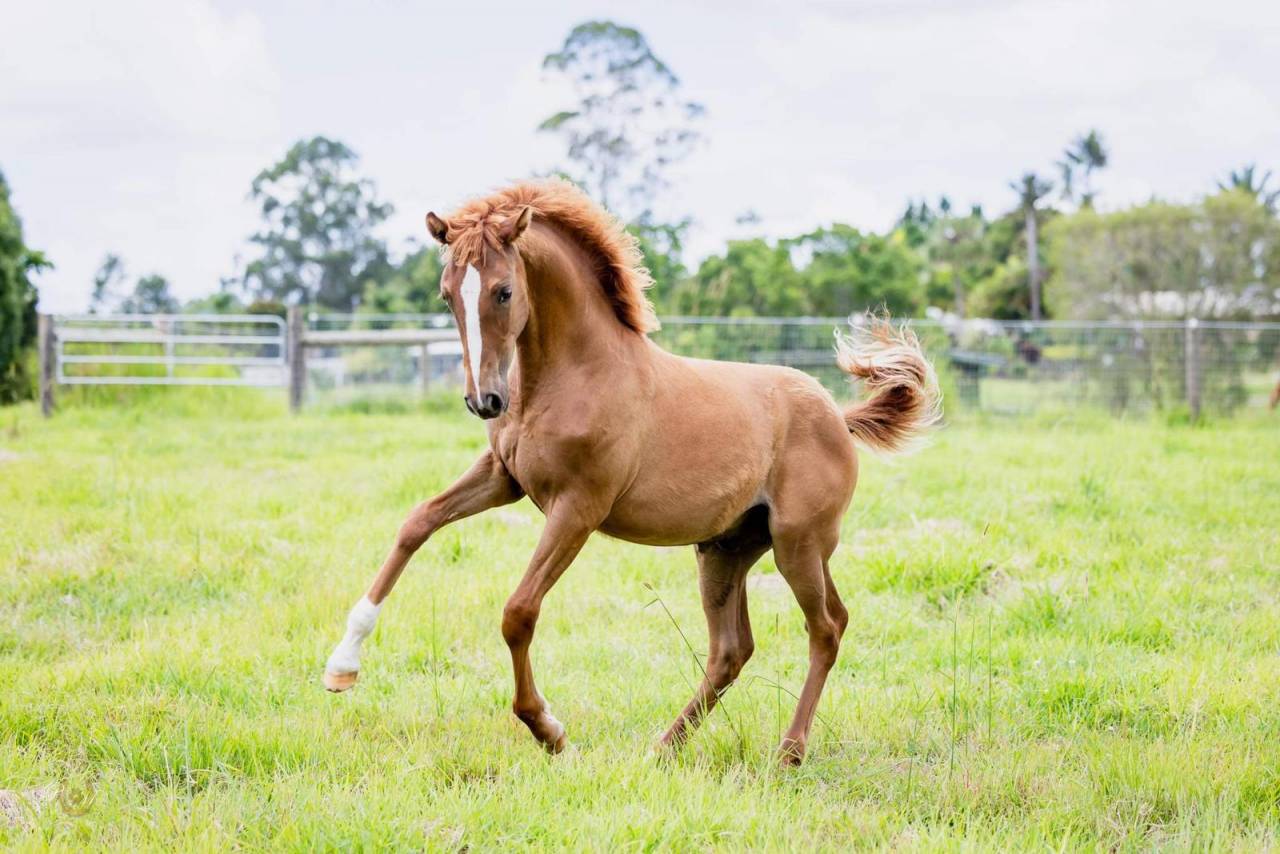 OCALZO CEN - PRE Pura Raza Española 2010 por JORDAN DE CENTURION