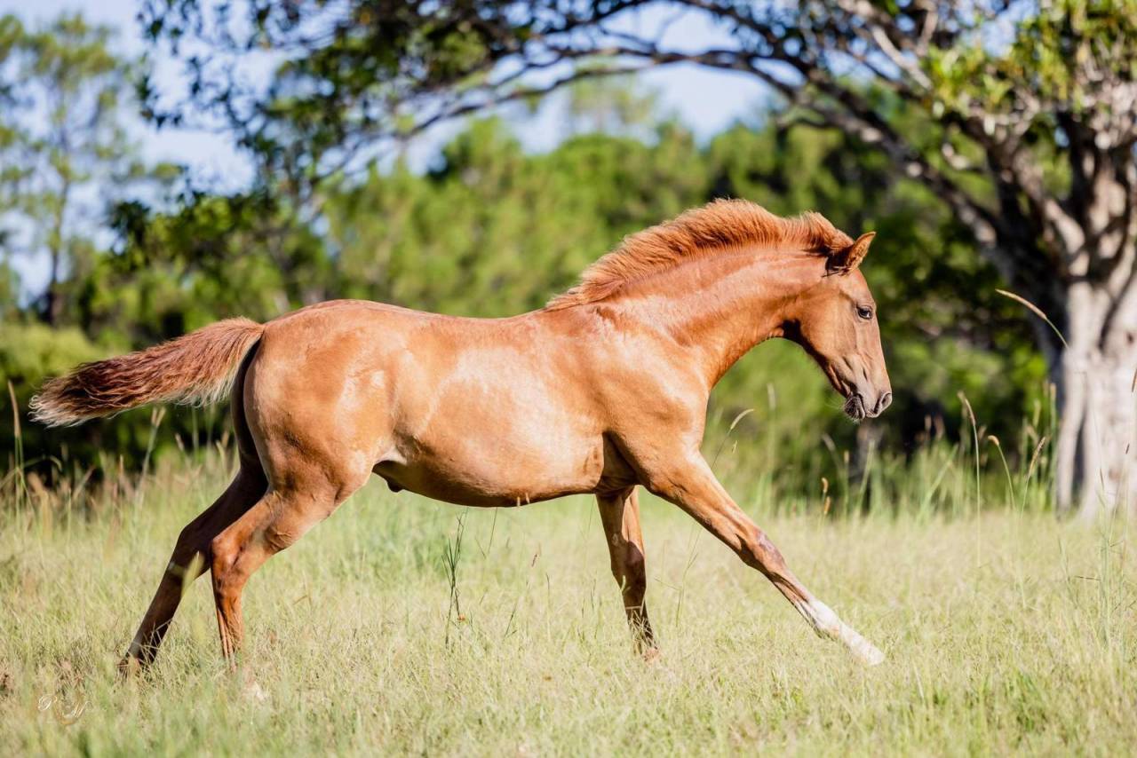 OCALZO CEN - PRE Pura Raza Española 2010 por JORDAN DE CENTURION